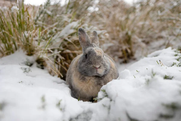 Bonito Conejo Sentarse Nieve Bosque Invierno —  Fotos de Stock