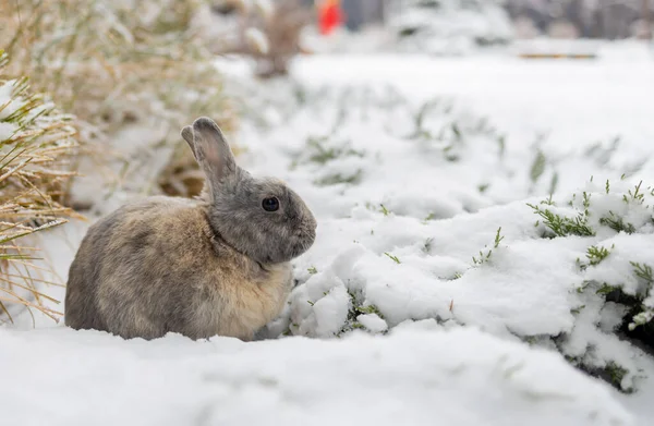 Bonito Conejo Sentarse Nieve Bosque Invierno —  Fotos de Stock