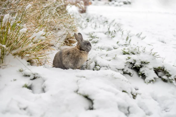 Bonito Coelho Sentar Neve Floresta Inverno — Fotografia de Stock