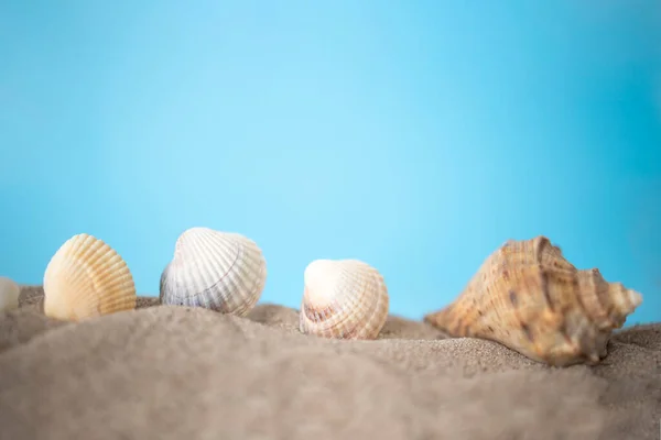 stock image Background sea sand grains, fine beach sand and shells.