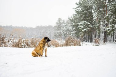 Yaşlı bir köpek ormanın ve karın ortasında karda yatıyor. Karda donmuş köpek.