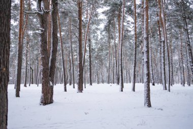 Snowfall in the forest, magical snowy forest in winter.