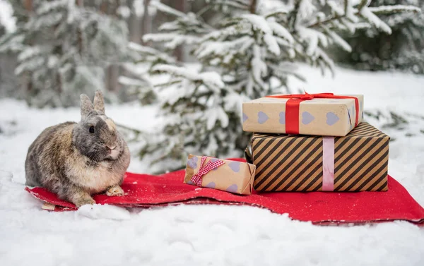 Christmas card with bunny. Cute rabbit against the background of a Christmas tree in winter forest.