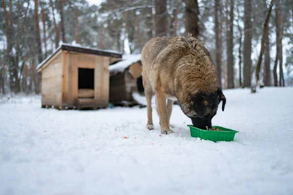 Portrait of homeless dog eating near dog house. feeding stray dog in winter with snow. Shaky and hungry dog from the cold in the forest.