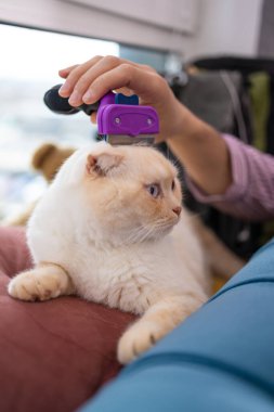 Sahibi evde kanepede komik İskoç kediyi tarıyor. Hayvan bakımı konsepti.