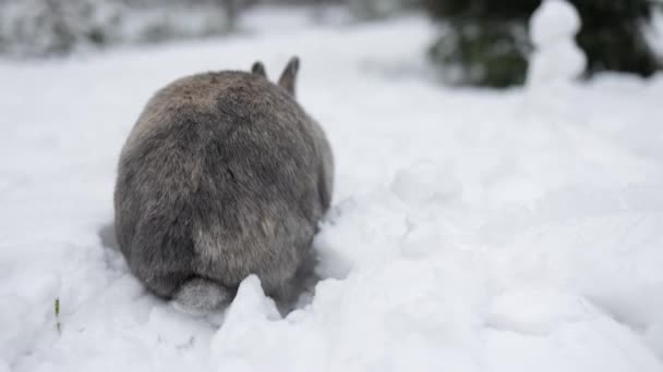 Сірий Зимовий Кролик Копає Дірку Снігу Лісі — стокове відео