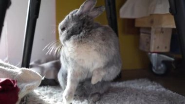 Gri tavşancık ayakta duruyor, yüzünü ve kulağını temizliyor ve ayaklarını yalıyor. 