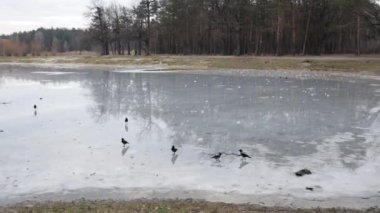 Karga (karga) buzlu gölde dinlenir ve sonra eşlerine katılmak için uçar. Kargalar kışın yiyecek arar. Kuşlar toplanıyor, grup. Kara kuş göçü. Şehir yaban hayatı, kar, buz, donmuş. Soğuk hava.
