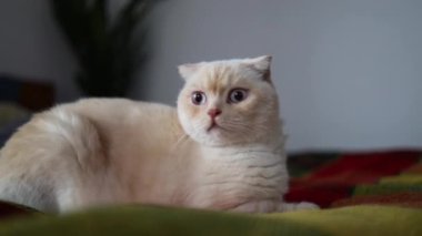 Beyaz kürklü İskoç kedisi. Kedi yatağa uzanır ve pençelerini yalar.. 