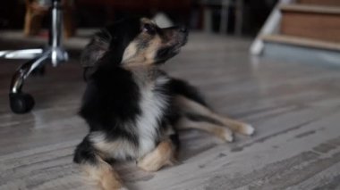 Şirin küçük köpek yalan söylüyor ve kameraya bakıyor, sahibini bekliyor. Evcil hayvanlar.