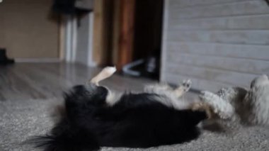 Tatlı köpek yerde yumuşak oyuncaklarla oynuyor..