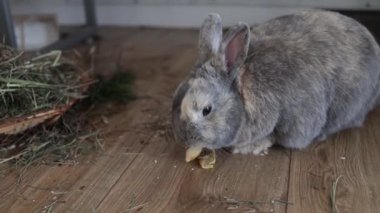 Komik tavşan, kuru elma yiyor. Yakından..
