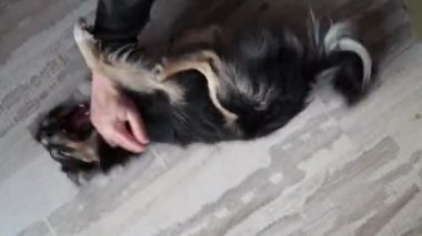 Sevimli, komik, oyuncu köpek yerde pençeleriyle yatıyor. Gülümseyen ağızlık. Hareket, hareket, evcil hayvan sevgisi, hayvan hayatı kavramı. Mutlu ve zarif görünüyor.. 