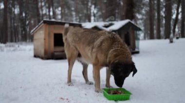 Köpek kulübesinin yanında evsiz köpek yiyor. Kışın sokak köpeğini karla beslemek. Ormandaki soğuktan titrek ve aç bir köpek..