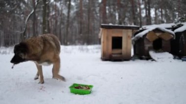 Köpek kulübesinin yanında evsiz köpek yiyor. Kışın sokak köpeğini karla beslemek. Ormandaki soğuktan titrek ve aç bir köpek..
