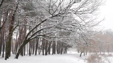 Snowfall in the forest, magical snowy forest in winter.