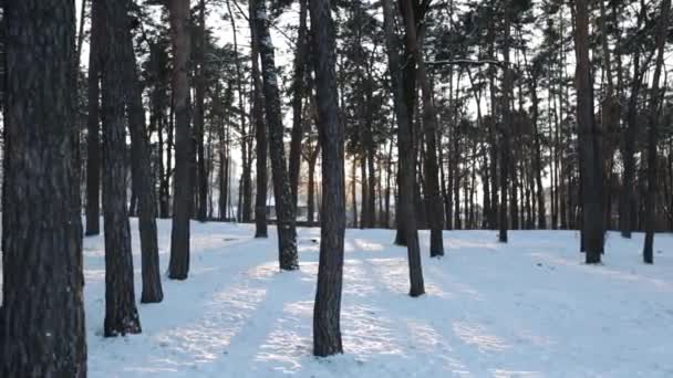Πτώση Χιονιού Στο Δάσος Μαγικό Χιονισμένο Δάσος Ηλιοβασίλεμα Χειμώνα — Αρχείο Βίντεο