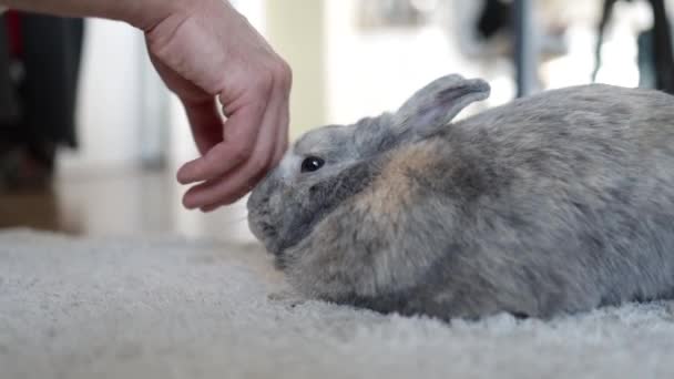 Рука Трогает Серого Кролика Симпатичный Домашний Кролик Полу Помещении — стоковое видео