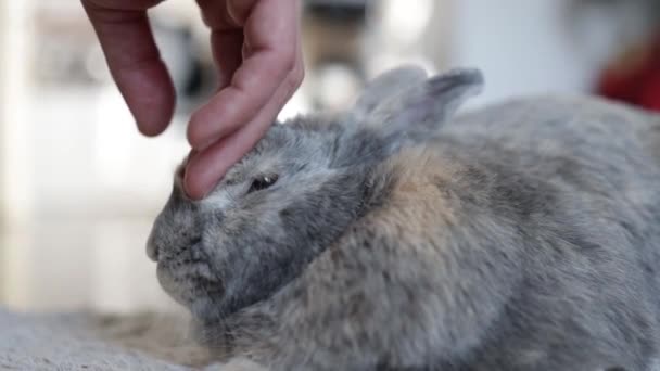Hand Berührte Graues Kaninchen Niedliche Haustier Häschen Auf Dem Boden — Stockvideo