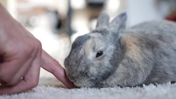 Hand Berührte Graues Kaninchen Niedliche Haustier Häschen Auf Dem Boden — Stockvideo