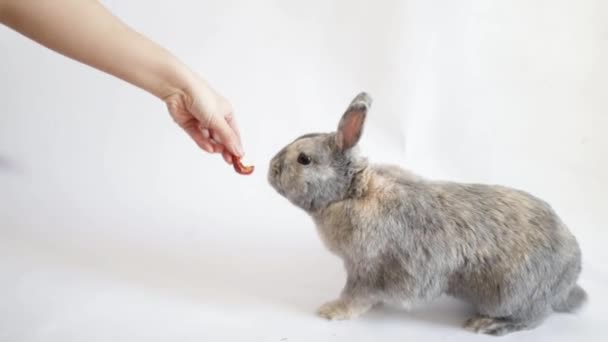 Rabbit Eat Hand White Background — 비디오
