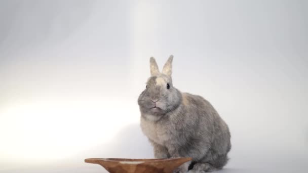 Gesunde Schöne Osterhasen Auf Weißem Hintergrund Niedliche Flauschige Kaninchen Essen — Stockvideo