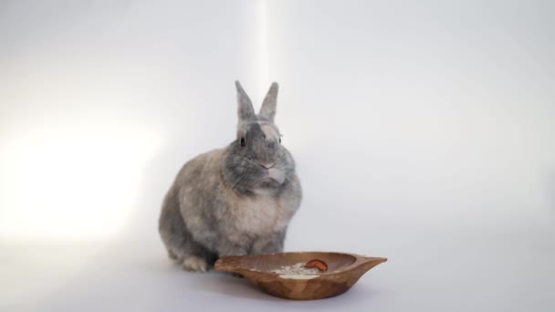 Gesunde Schöne Osterhasen Auf Weißem Hintergrund Niedliche Flauschige Kaninchen Essen — Stockvideo