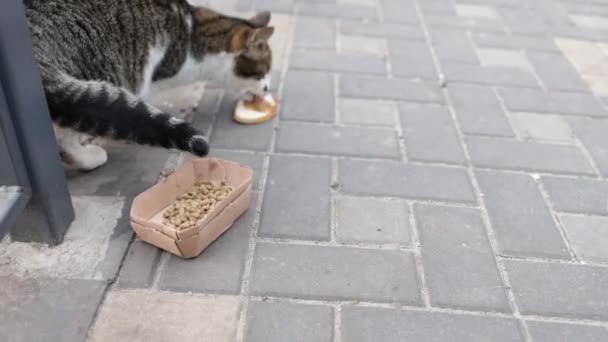 若い女の子は路上でホームレスの猫を養う — ストック動画