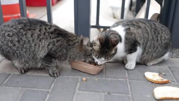 Бродячие Кошки Едят Улице Группа Бездомных Голодных Уличных Кошек Поедающих — стоковое видео