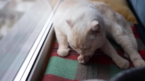 Λευκή Γάτα Γλύφει Γούνα Από Κοντά Κάθεται Στον Καναπέ Κατοικίδια — Αρχείο Βίντεο