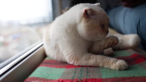 Mermer Renkli Beyaz Skoç Kedisi Ahşap Pencere Pervazında Oturuyor — Stok video