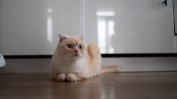 Beyaz Skoç Kedisi Oturma Odasında Yerde Oturuyor — Stok video