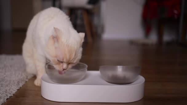 Белая Кошка Пьет Воду Белой Чаши Жажда Домашних Животных Жару — стоковое видео
