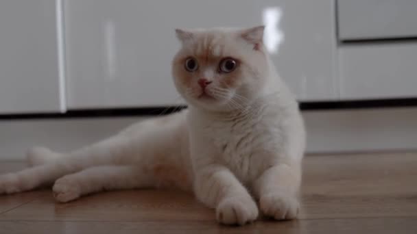Beyaz Skoç Kedisi Oturma Odasında Yerde Oturuyor — Stok video