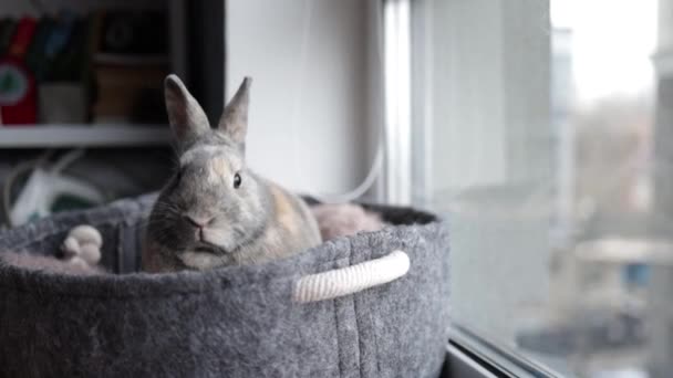 Lovely Bunny Easter Baby Rabbit Sitting Pet Bed Funny Relaxing — Vídeos de Stock
