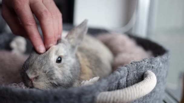 Hand Petting Small Grey Bunny Pet Bed Window — Stock Video