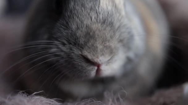 Rabbit Nose Sniffing Close Brown Rabbit Mouth Posting Look Camera — 비디오