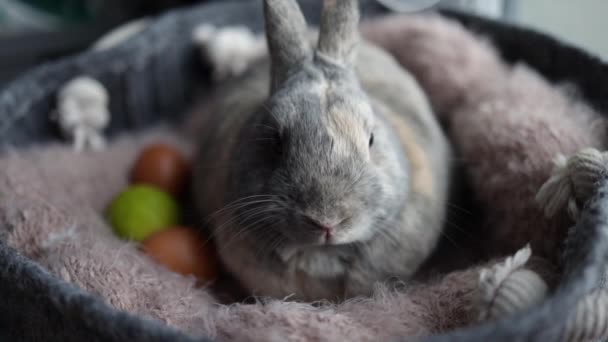 Härlig Kanin Påsk Baby Kanin Sitter Husdjurssäng Rolig Avkopplande Söt — Stockvideo