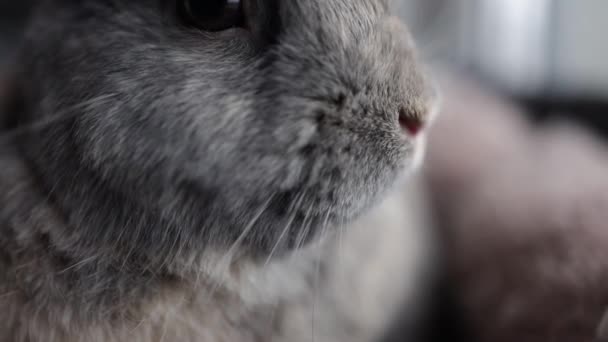 Kaninnäsa Sniffar Närbild Brun Kaninmun Posta Och Titta Kameran Extremt — Stockvideo