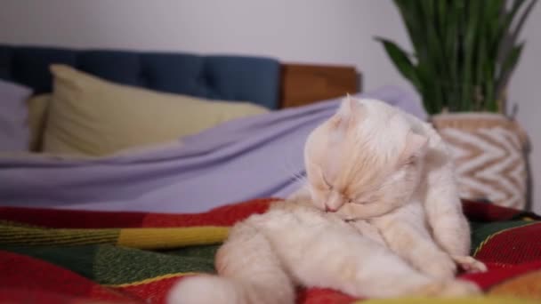 Scottish Fold Cat White Merle Coat Cat Lies Bed Licks — Vídeos de Stock