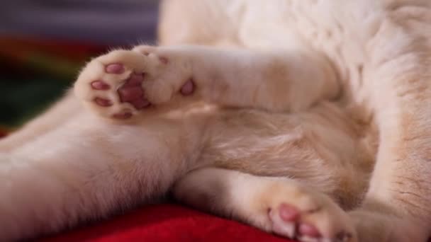 Κοντινές Σκωτσέζικες Γάτας Κατοικίδια Ζώα Στο Σπίτι Γατάκι Ξεκουράζεται Στον — Αρχείο Βίντεο