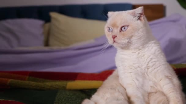 Schotse Vouwkat Met Witte Merle Vacht Kat Ligt Het Bed — Stockvideo