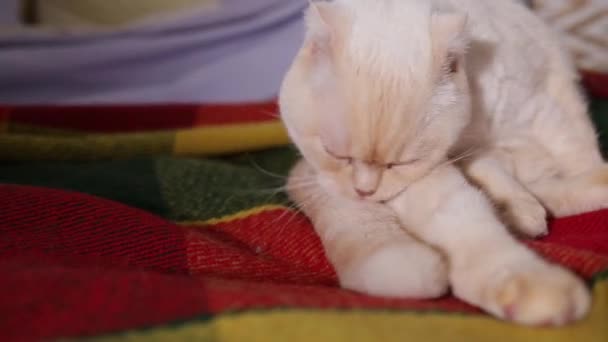 Scottish Fold Cat White Merle Coat Cat Lies Bed Licks — Vídeos de Stock