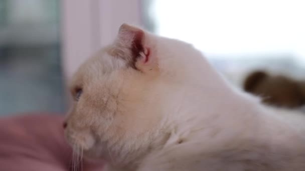 Κοντινό Σκωτσέζικο Κεφάλι Γάτας Κατοικίδια Ζώα Στο Σπίτι Γατάκι Ξεκουράζεται — Αρχείο Βίντεο