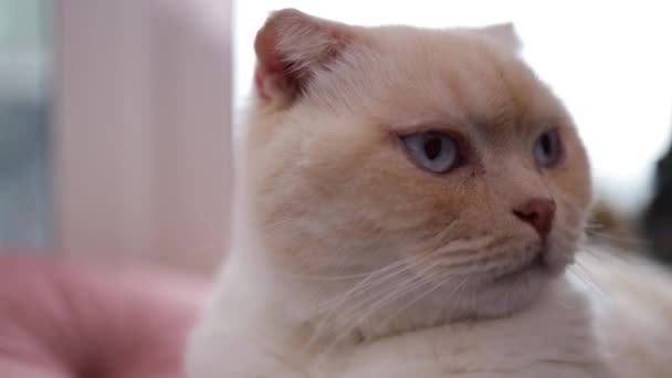 Skotská Kočičí Hlava Zblízka Domácí Zvíře Doma Koťátko Odpočívá Pohovce — Stock video