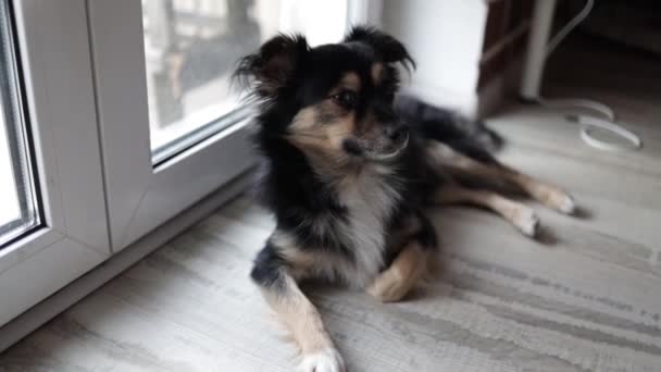 かわいい犬が窓の方を見て主人を待ってる ペット室内 — ストック動画