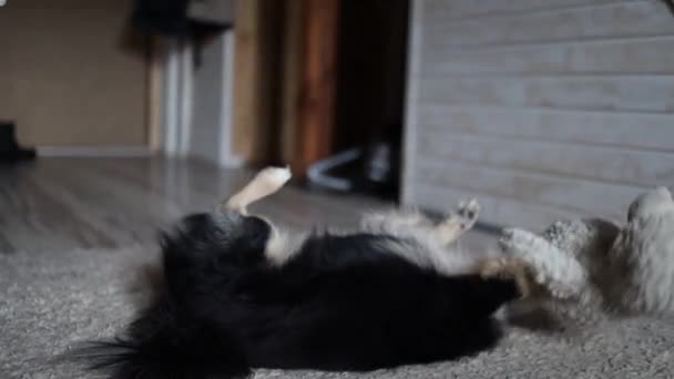 Tatlı Köpek Yerde Yumuşak Oyuncaklarla Oynuyor — Stok video