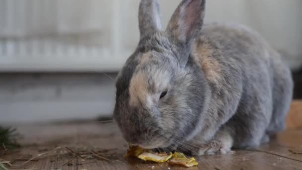 Lustiges Kaninchen Frisst Trockenen Apfel Aus Nächster Nähe — Stockvideo
