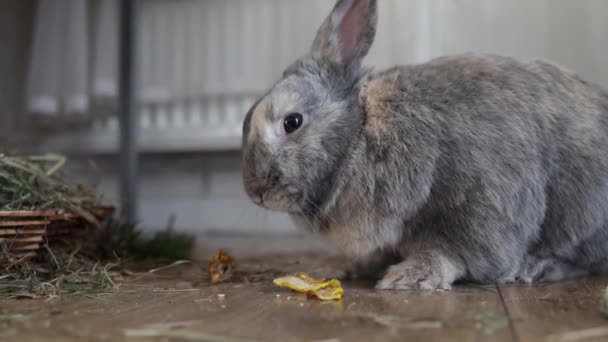 Lustiges Kaninchen Frisst Trockenen Apfel Aus Nächster Nähe — Stockvideo