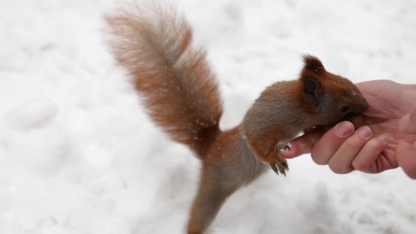 Squirrel Collects Nuts Winter Animal Rodent Furry Tail Fauna Winter — Vídeos de Stock